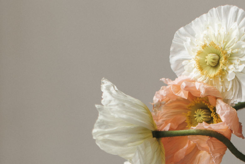 Careers — Poppy Seed Health