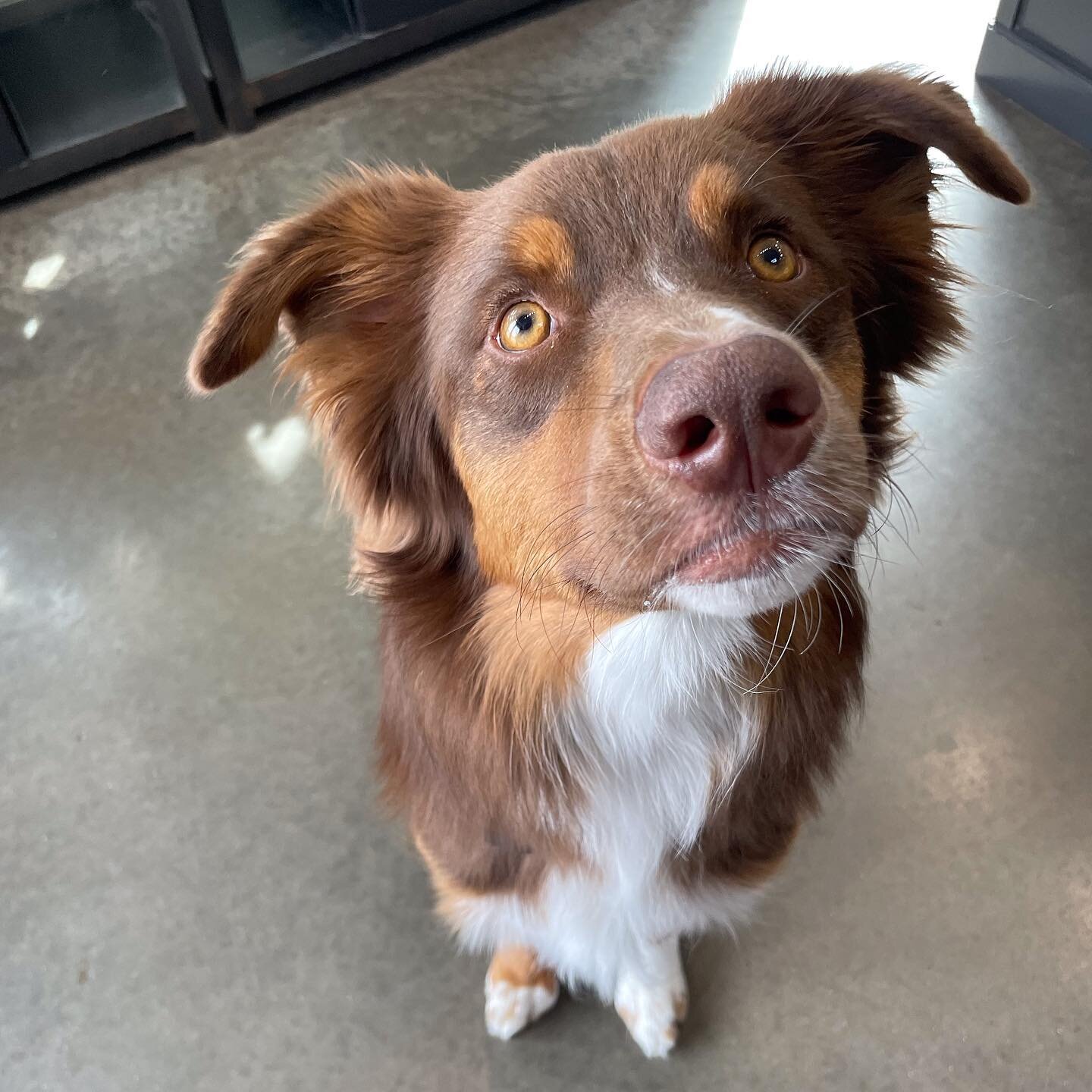 Our sweet Monty ready for all the pets 🥺