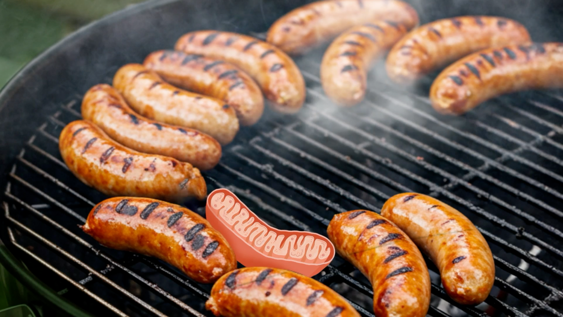 hotdog.png