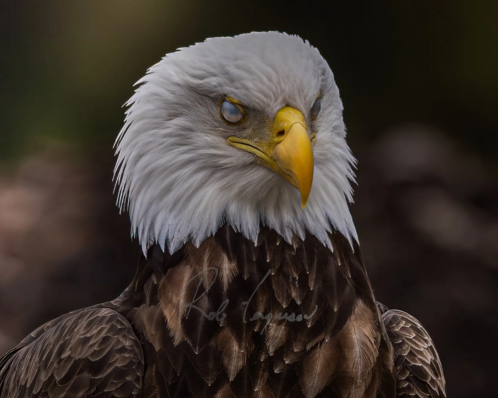 Raptors/Birds