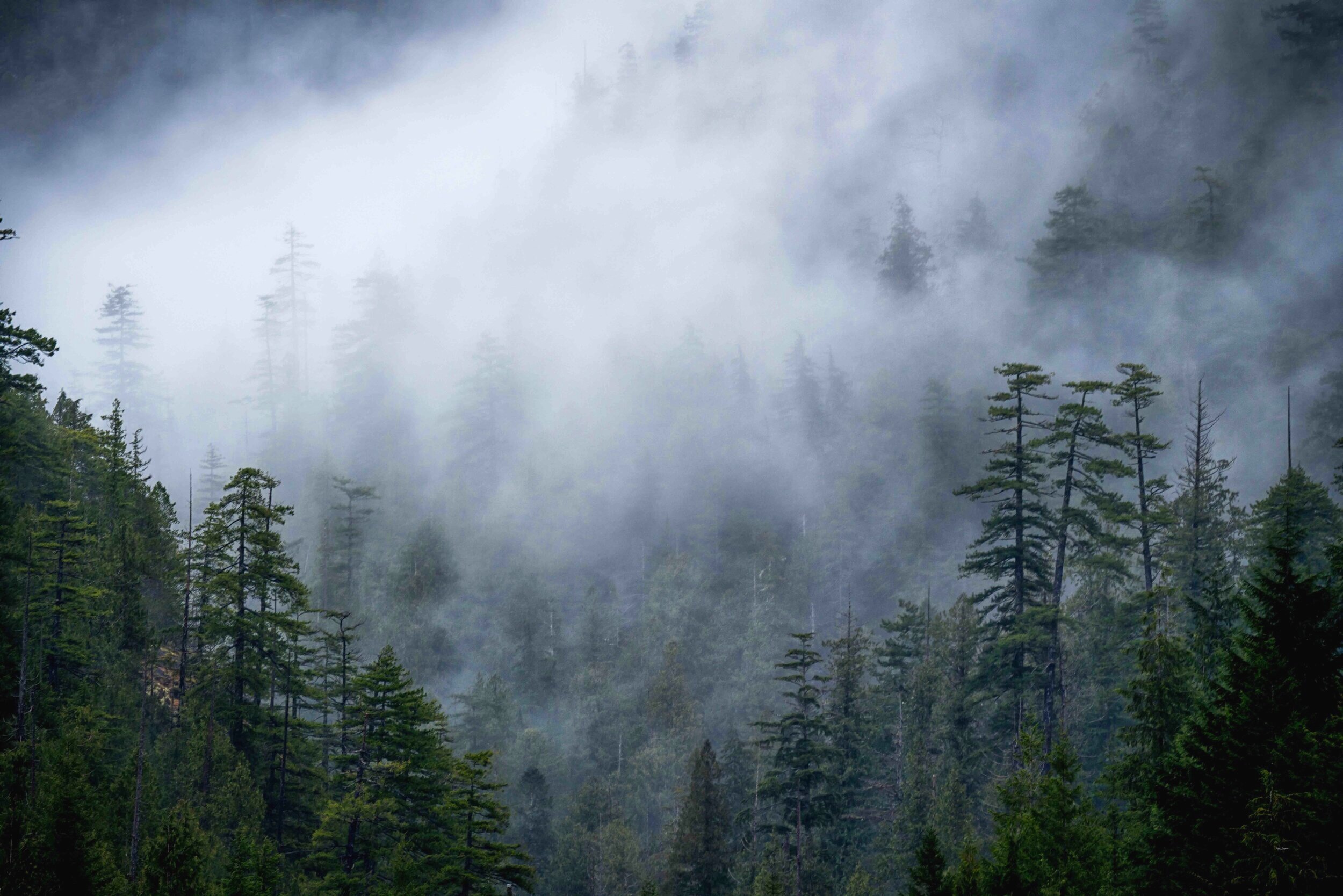 "Mist" ical Rainforest