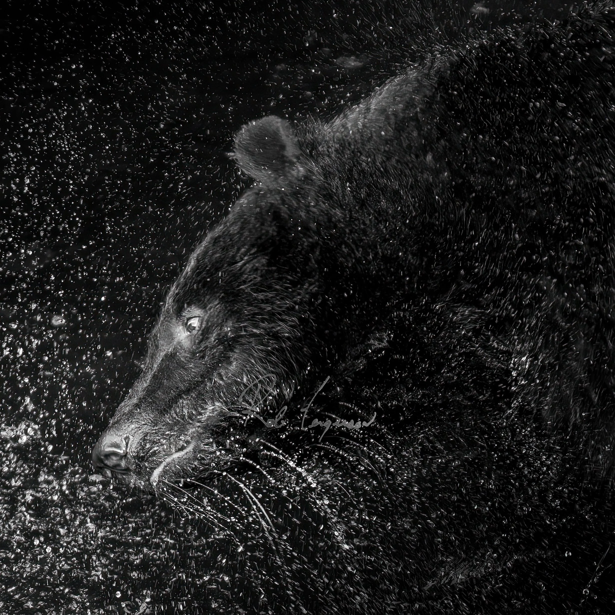 Black Bear Constellation 