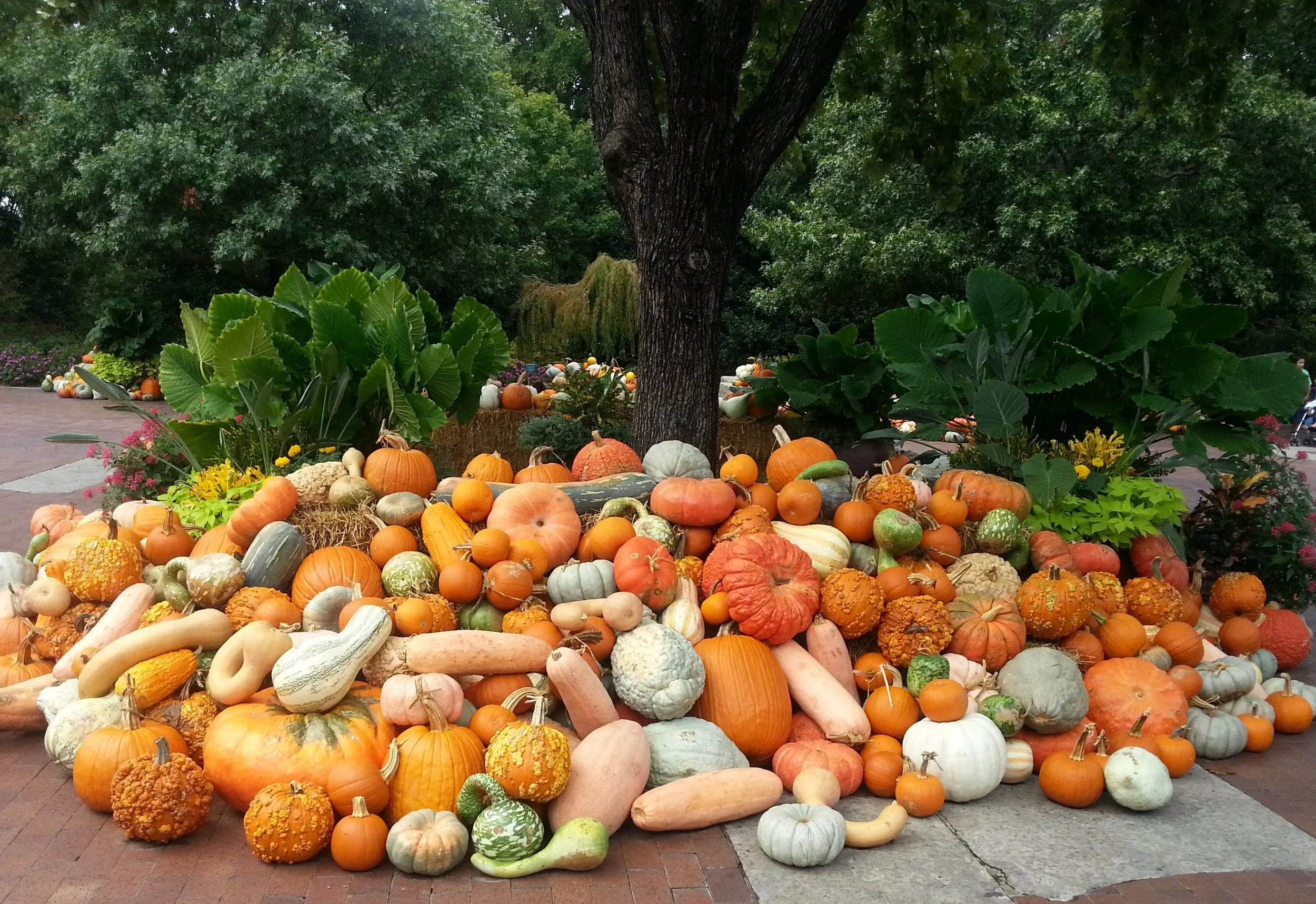 Pumpkins and gourds around tree.jpg