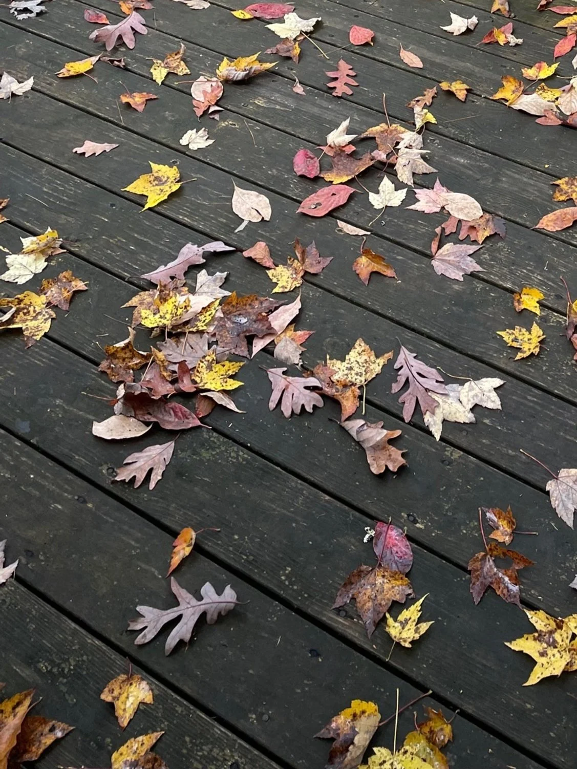 Bittersweet November