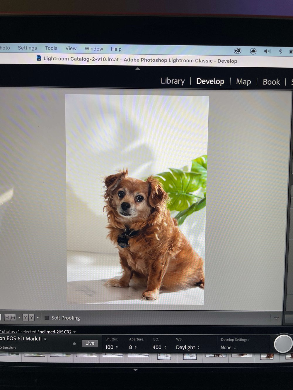 dog in studio setting being edited in lightroom program