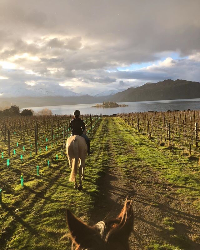 @waterfallequestrian offer the most stunning horse trek around Rippon vineyard! This is a must do when visiting our beautiful town 🐴🐎🍇🌞 #horses #wanaka #waterfallequestrian #wanakarentacar #wanakacarhire #carhire #rentalcars