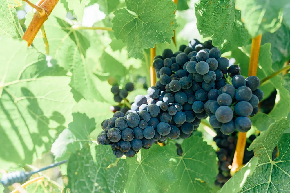 Grapes Derwent Valley.jpg