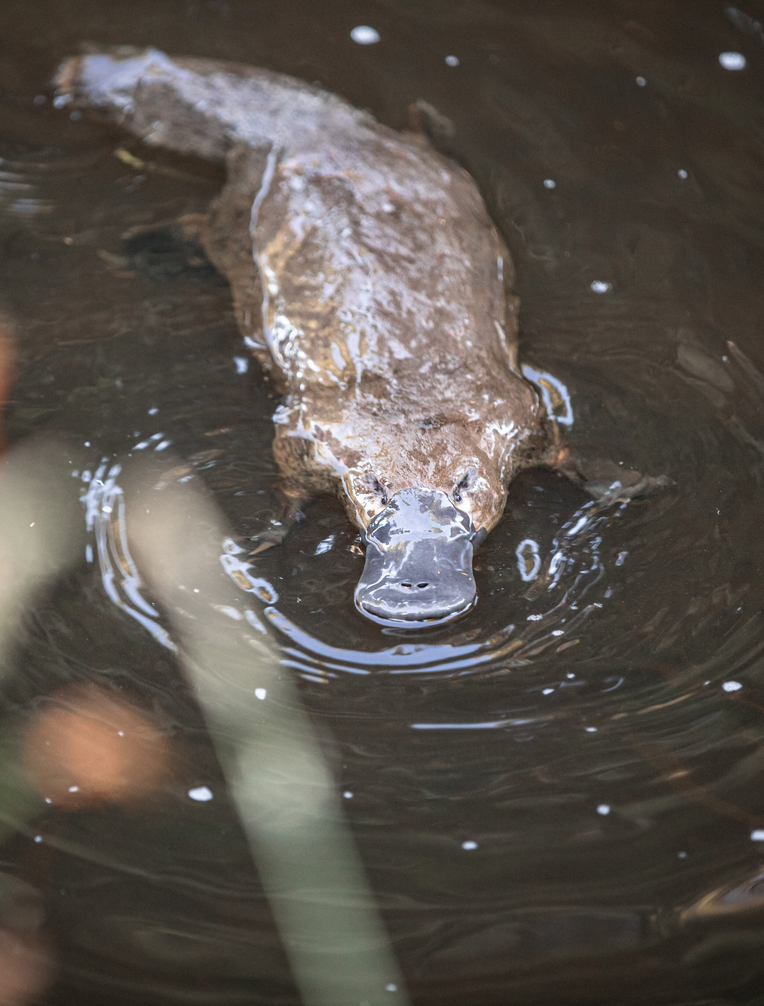 Platypus Derwent Valley.jpg