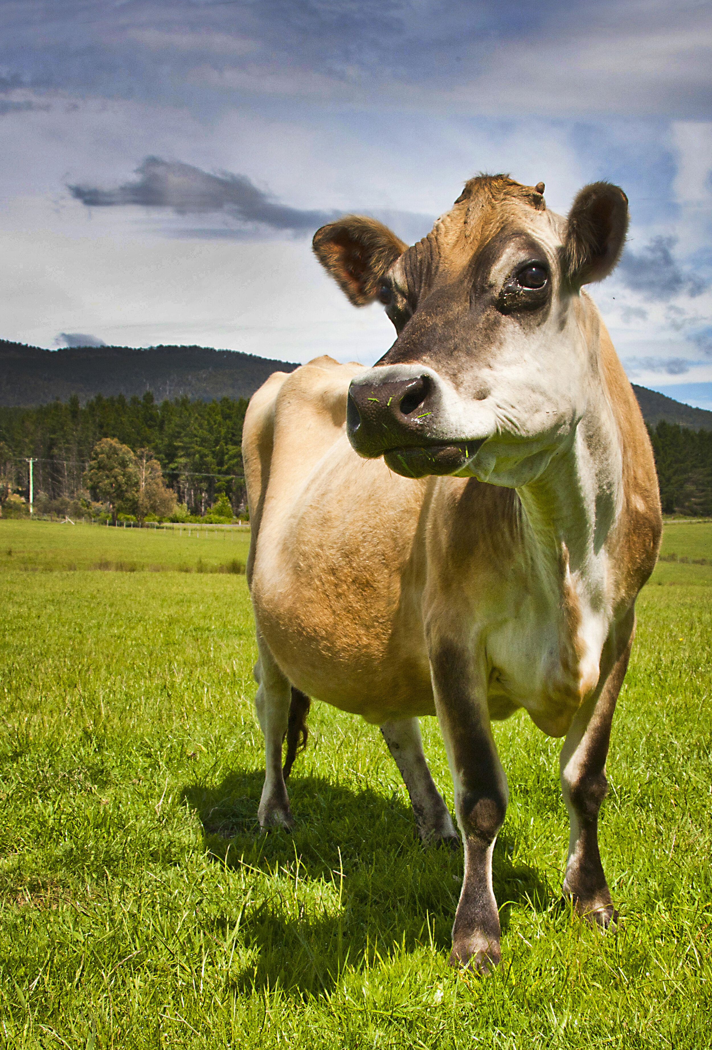 Derwent Valley Cow.jpg
