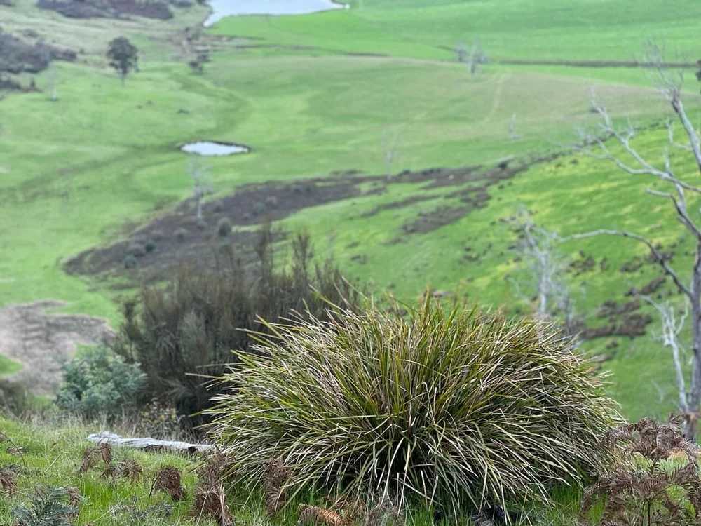 Meadowbank MTB_trail.jpeg