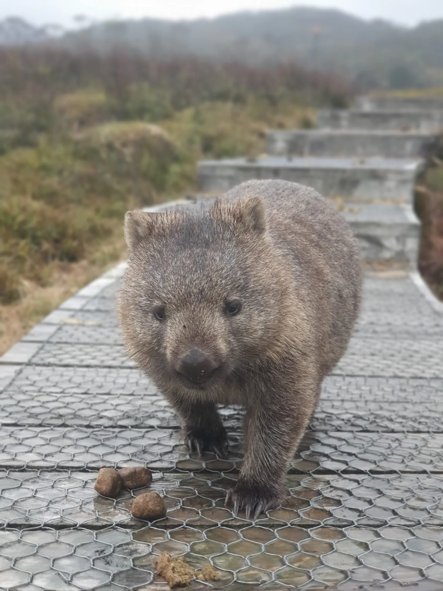 Wombat at Ronny Creek.jpeg