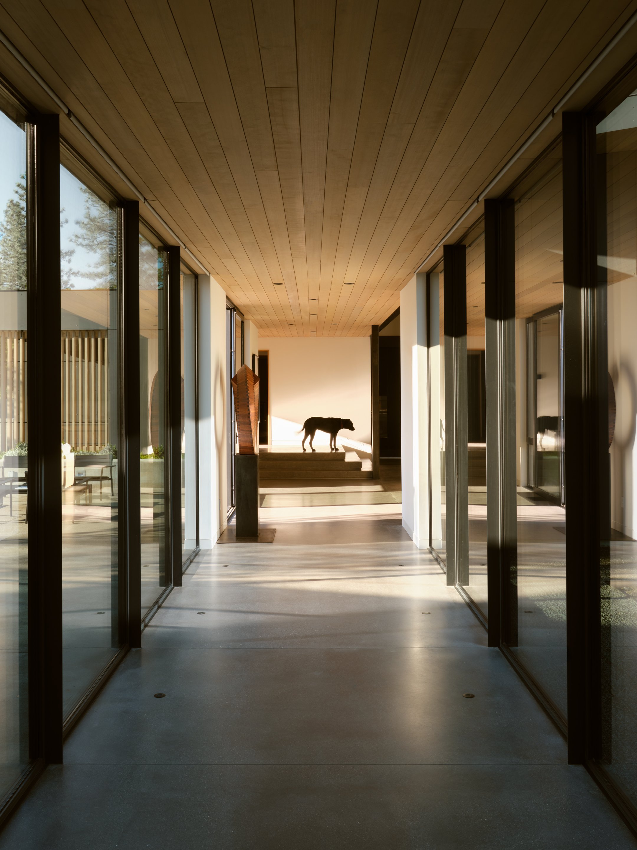 Modern indoor corridor with glass walls and wooden ceiling, sunlight streaming in, and a dog standing on a step at the far end.