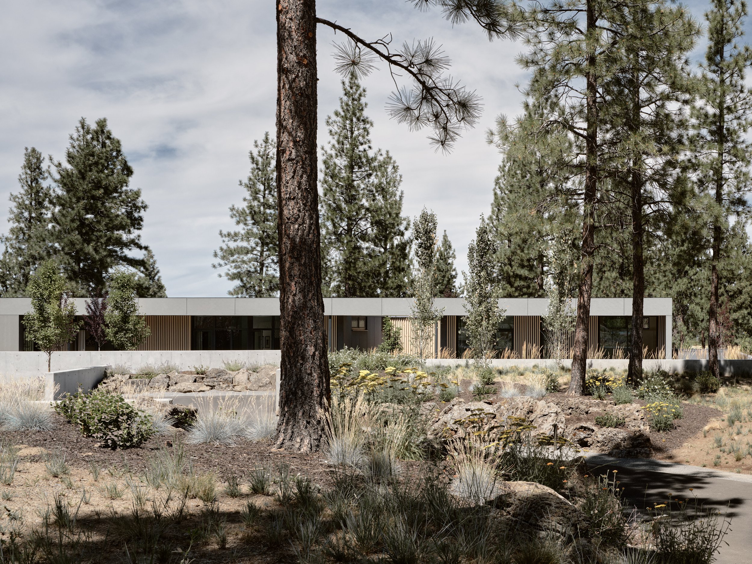 Modern one-story building with large windows in a forest setting surrounded by tall pine trees, rocks, and desert vegetation.