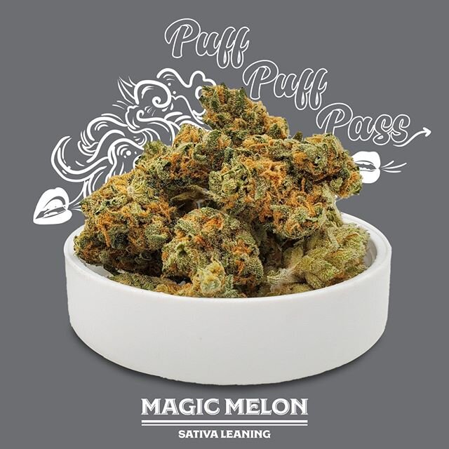 Magic Melon is a sativa leaning strain with a citrus and lightly woody aroma that will delight your senses and make your mouth water!
