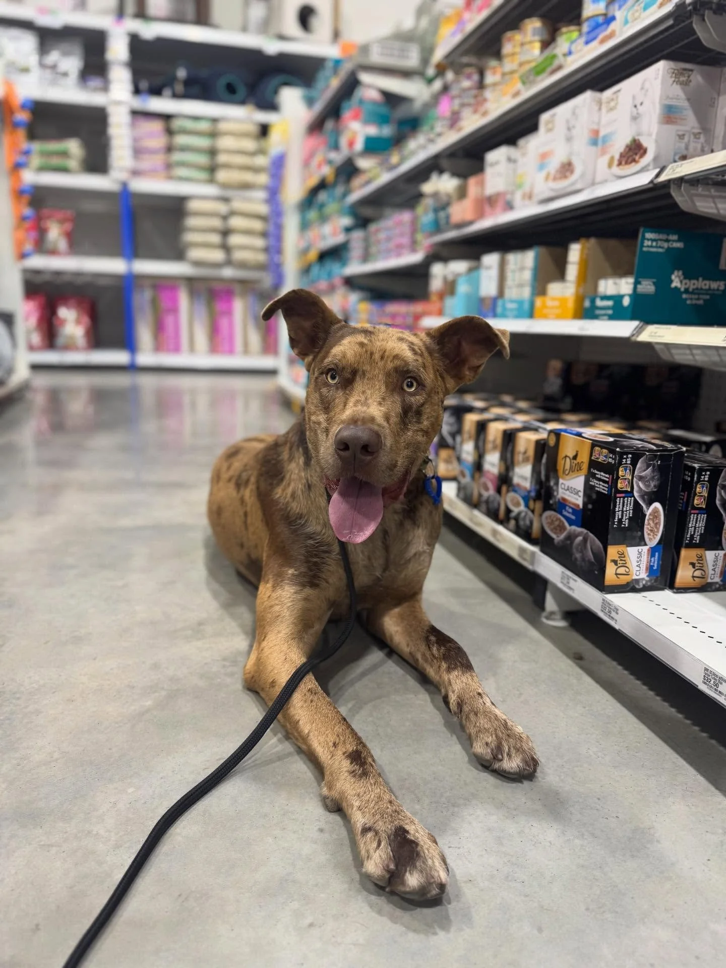 When I&rsquo;m busy in life, I&rsquo;m usually quiet on here.

But there have been lots of dogs, lots of progress and lots to come! 

- Day Train is now running weekly with 1 spot available 
- Sniffer Dog School kicks off this week
- Puppy class is o