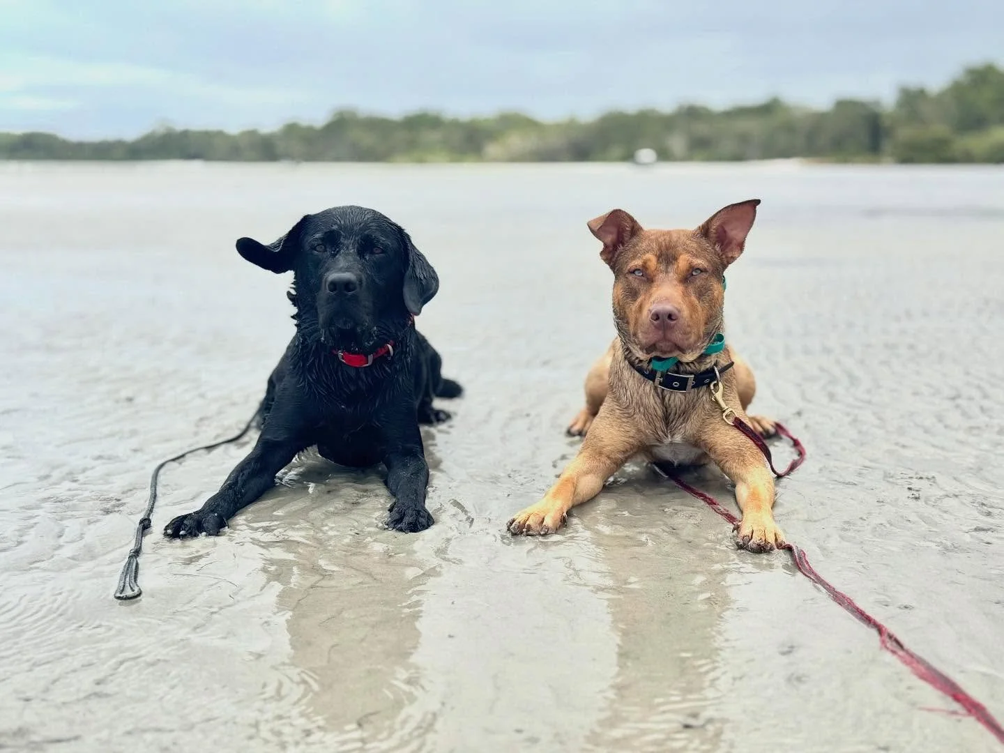 When did my baby dog start looking like such a man? 

He turns 1 next week. Raising him has been the joy of my last year, I&rsquo;m loving who he is growing into.