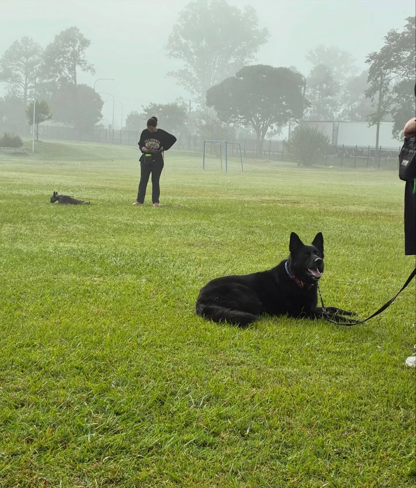 We got the dog for class yesterday. 

Finally the weather is cool enough for us to use the oval properly! 

📸 Scout &amp; Indy
