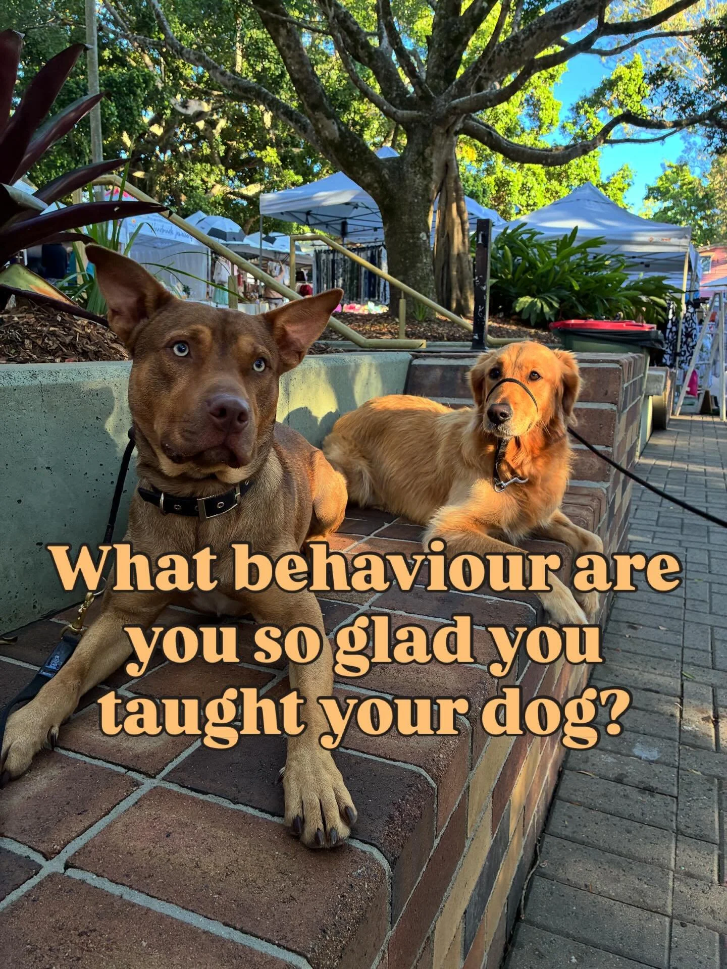 Here&rsquo;s mine 👇

&ldquo;Can you get that?&rdquo; 
I taught Quinn to pick something up and return it to my hand. Helpful at him always.

&ldquo;Wait&rdquo; 
A well proofed stop-moving cue to give me time to catch up on trails or to see around bli