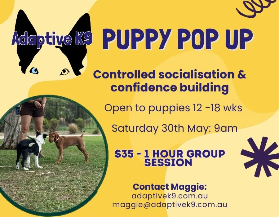 Still a couple of places in the next Puppy Pop Up

Reach out with questions or jump onto my website to book a place 

www.adaptivek9.com.au
