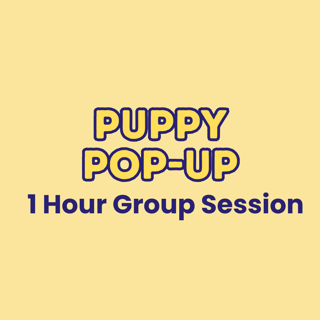Puppy Pop Up: Socialisation & Confidence Building