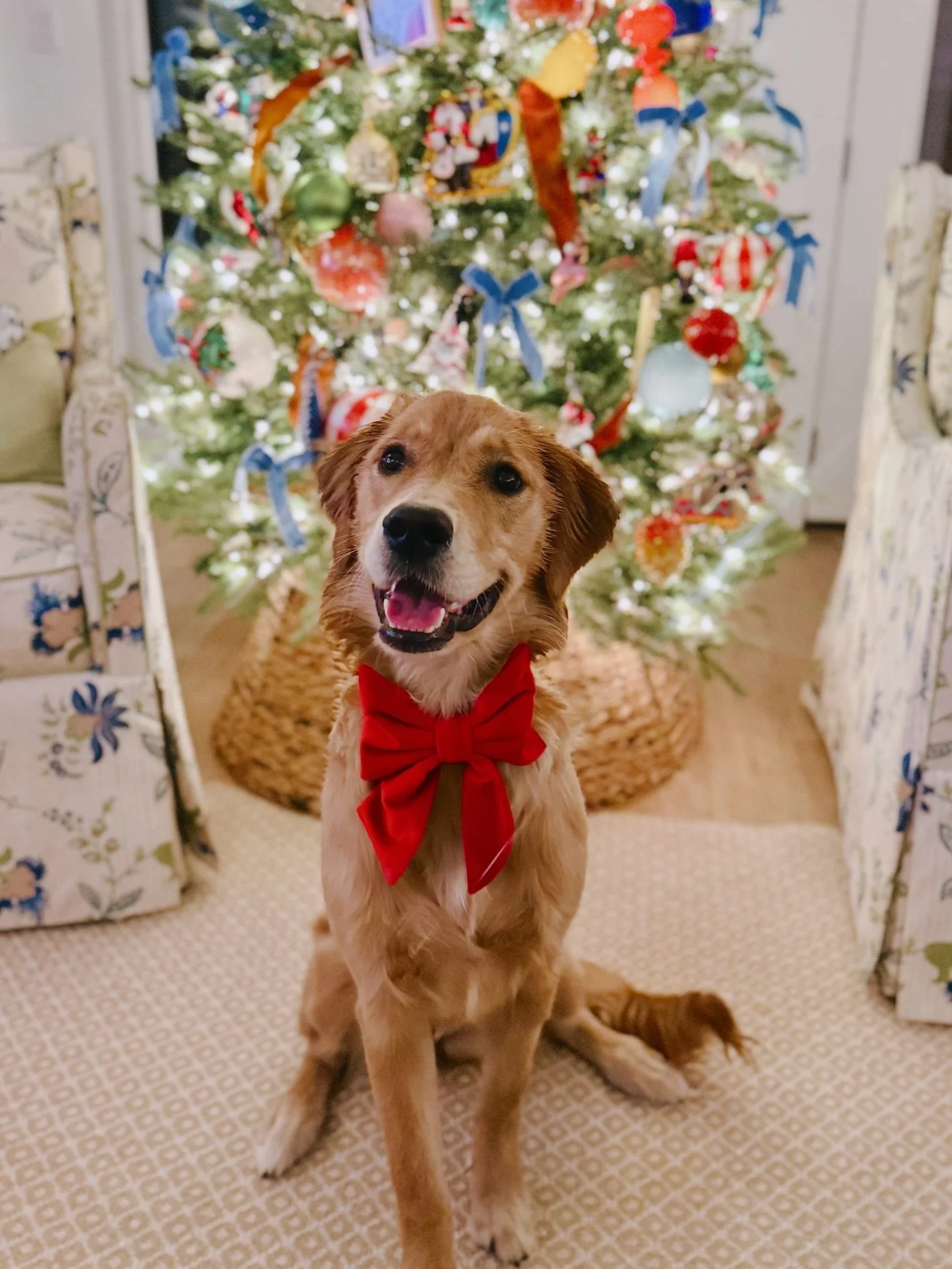 12 days until Dottie gets home from training school! Missing her so much. I can&rsquo;t even believe she&rsquo;s been ours for only six months. How did we ever live without her?! ❤️🐾

This is your sign to get a puppy for Christmas!