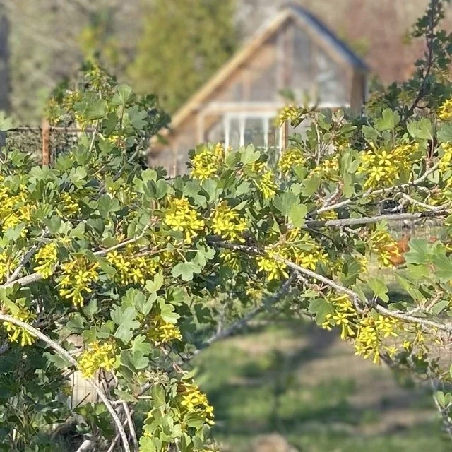 Golden Curran w Greenhouse.jpeg