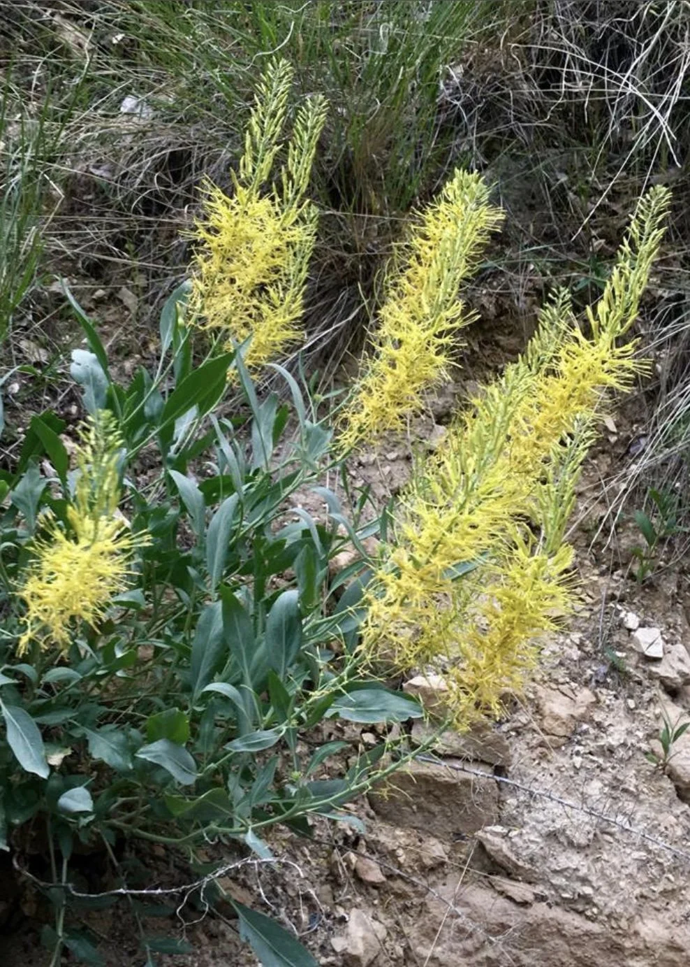 Stanleya pinnata (Prince's Plume)