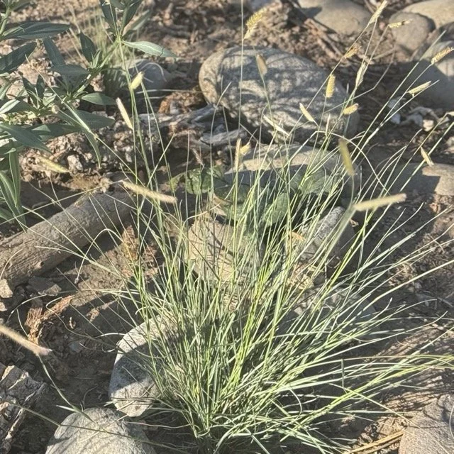 Blue Grama (Bouteloua gracilis)
