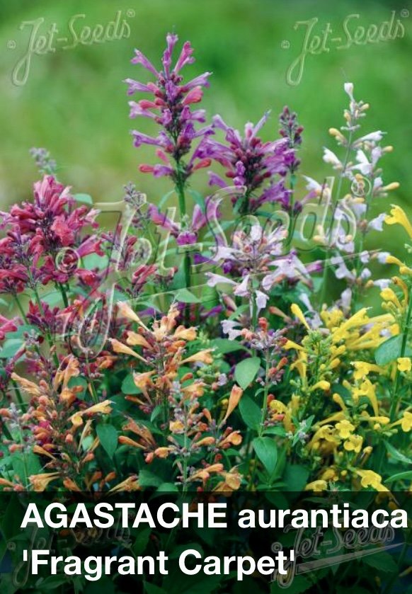 Agastache aurantiaca 'Fragrant Delight'