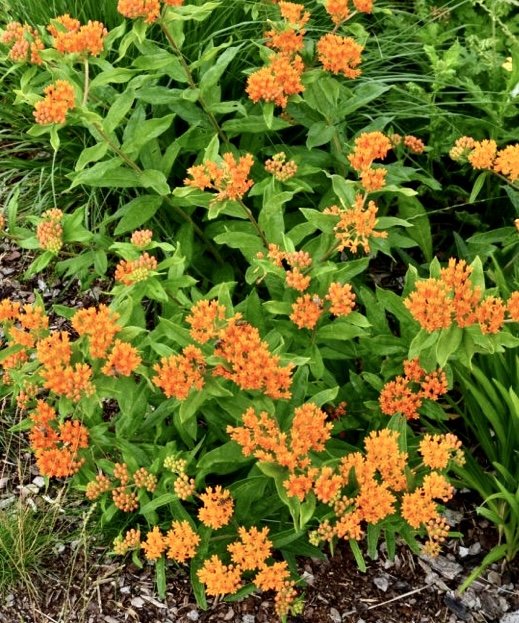 Asclepias tuberosa (Butterfly Milkweed)