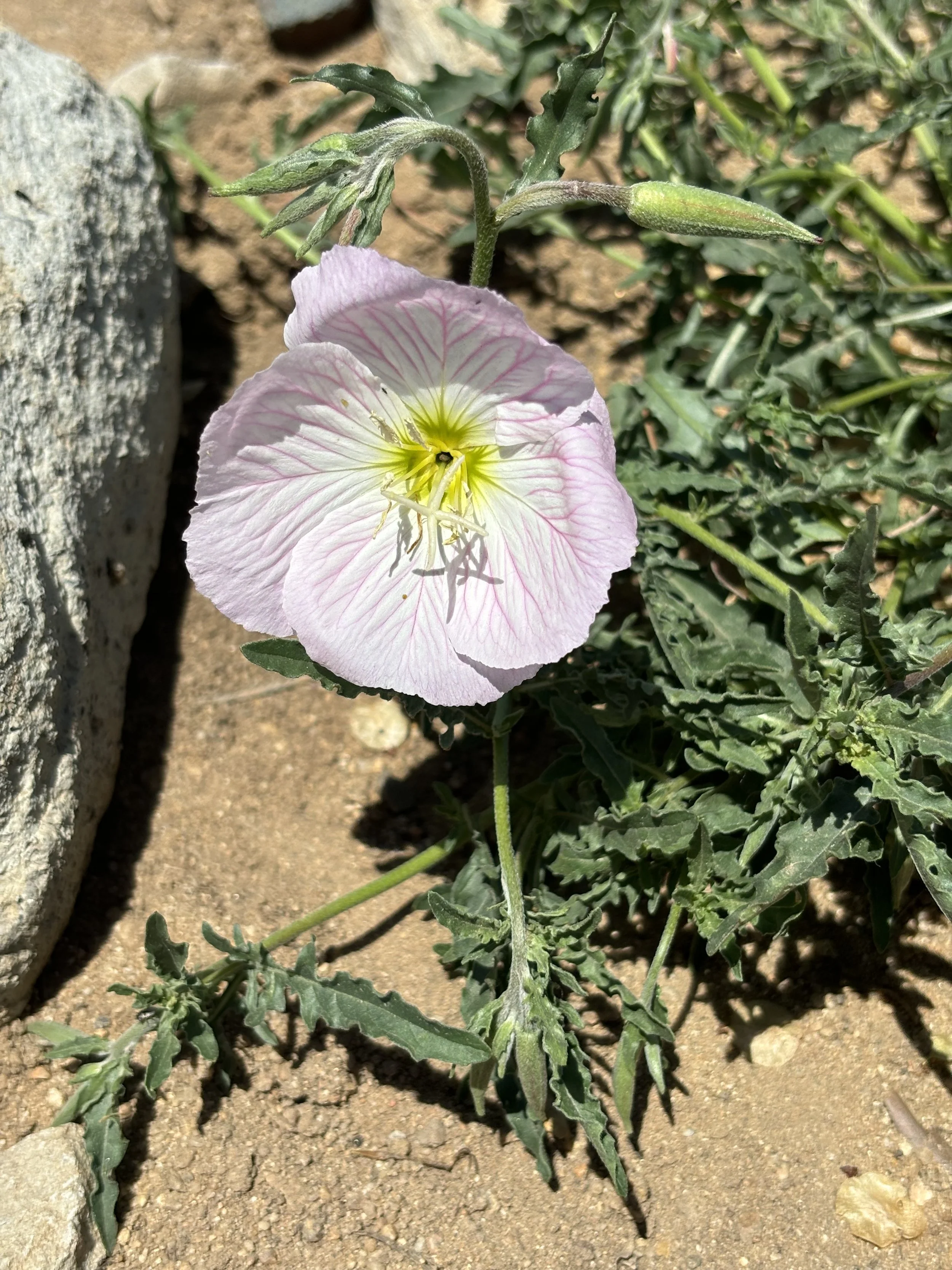 IMG_0099.jpeg