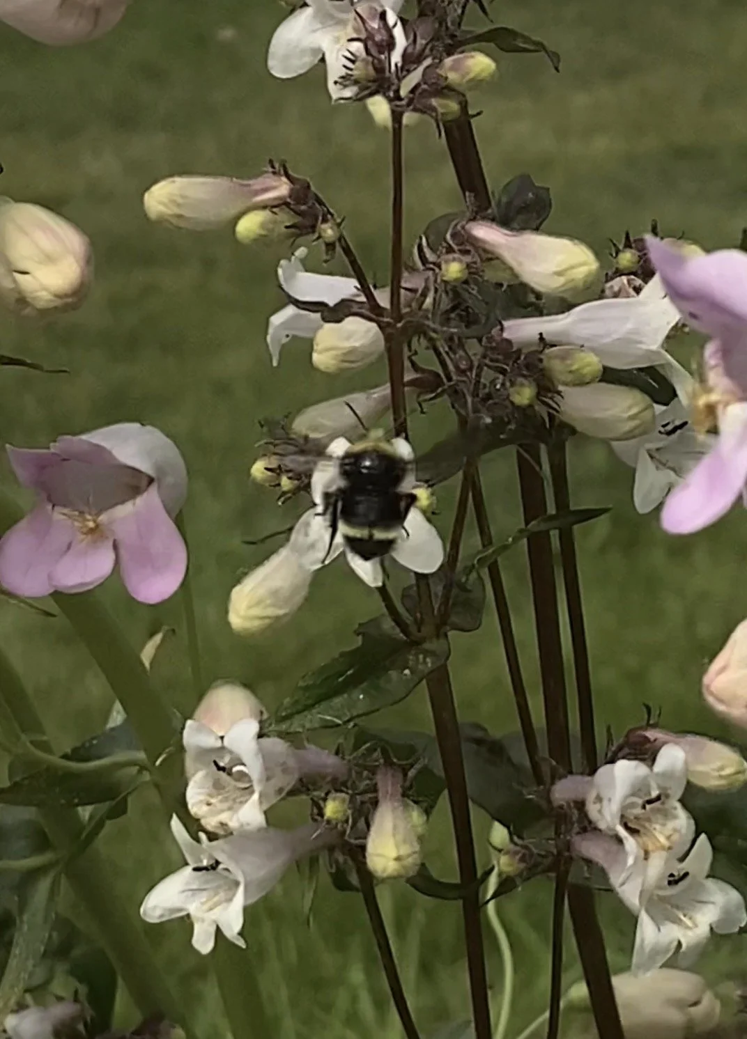 Penstemon digitalis 'Husker Red'