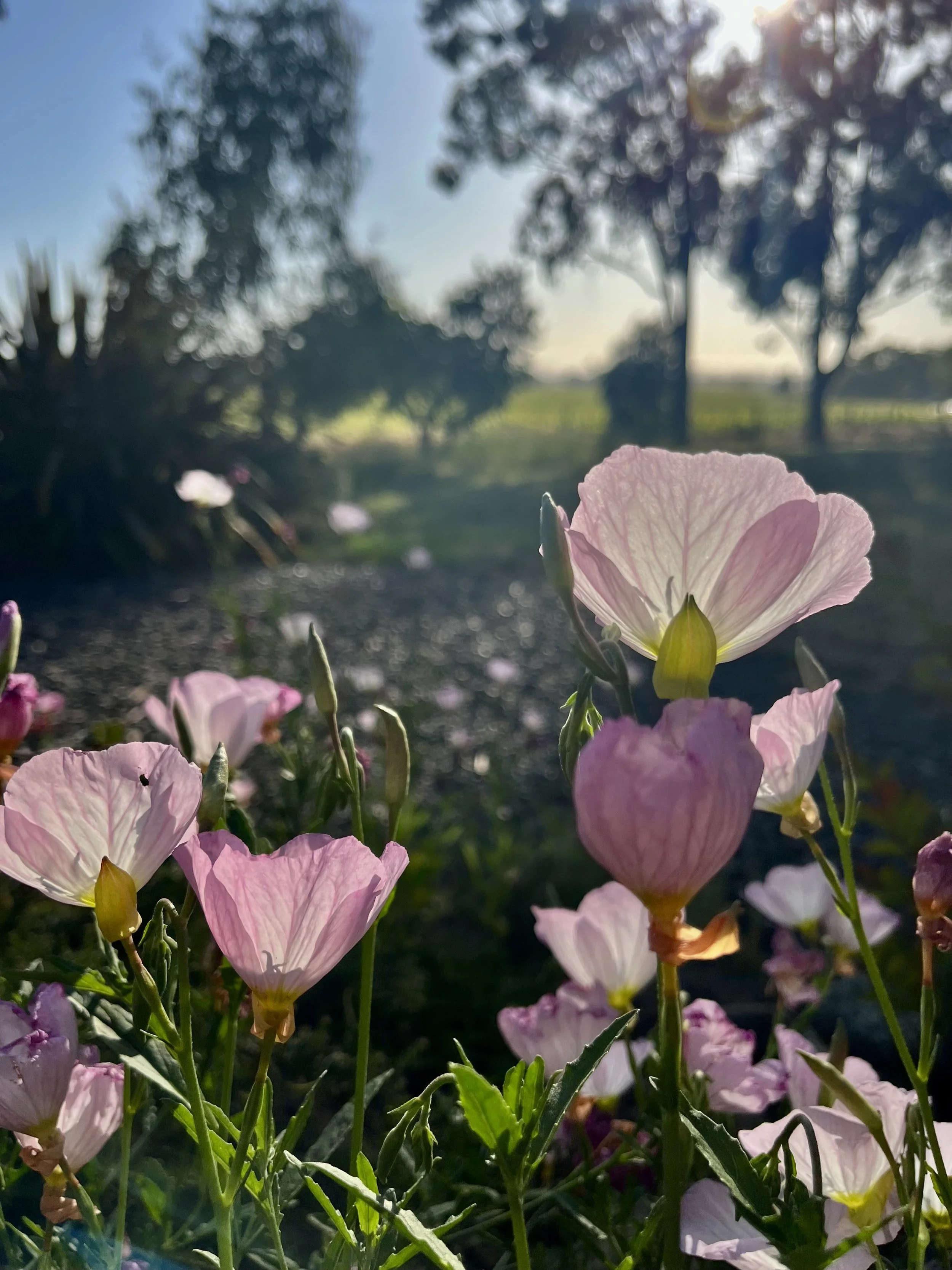 Pink Evening Primrose (Oenothera speciosa)