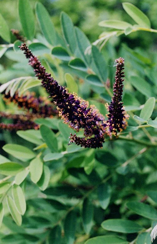 Indigo Bush (Amorpha fruticosa)