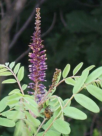Amorpha_fruticosa_05 modified.JPG