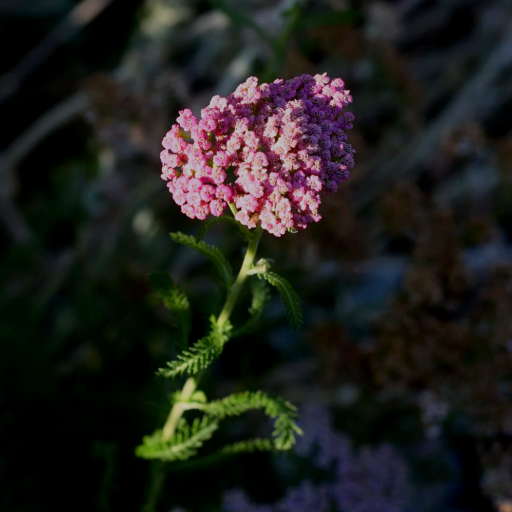 DSC_2535.png