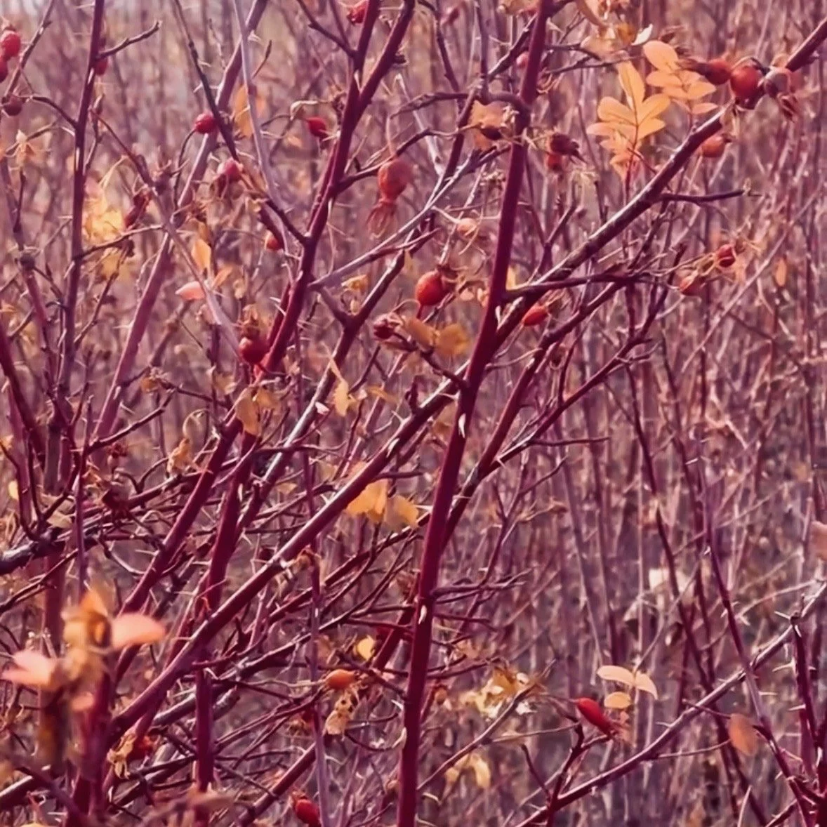Rosa woodsii winter VBB.jpg