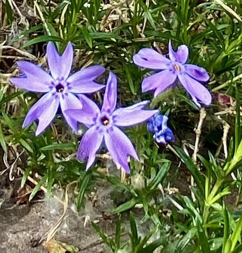 IMG_6005.jpeg