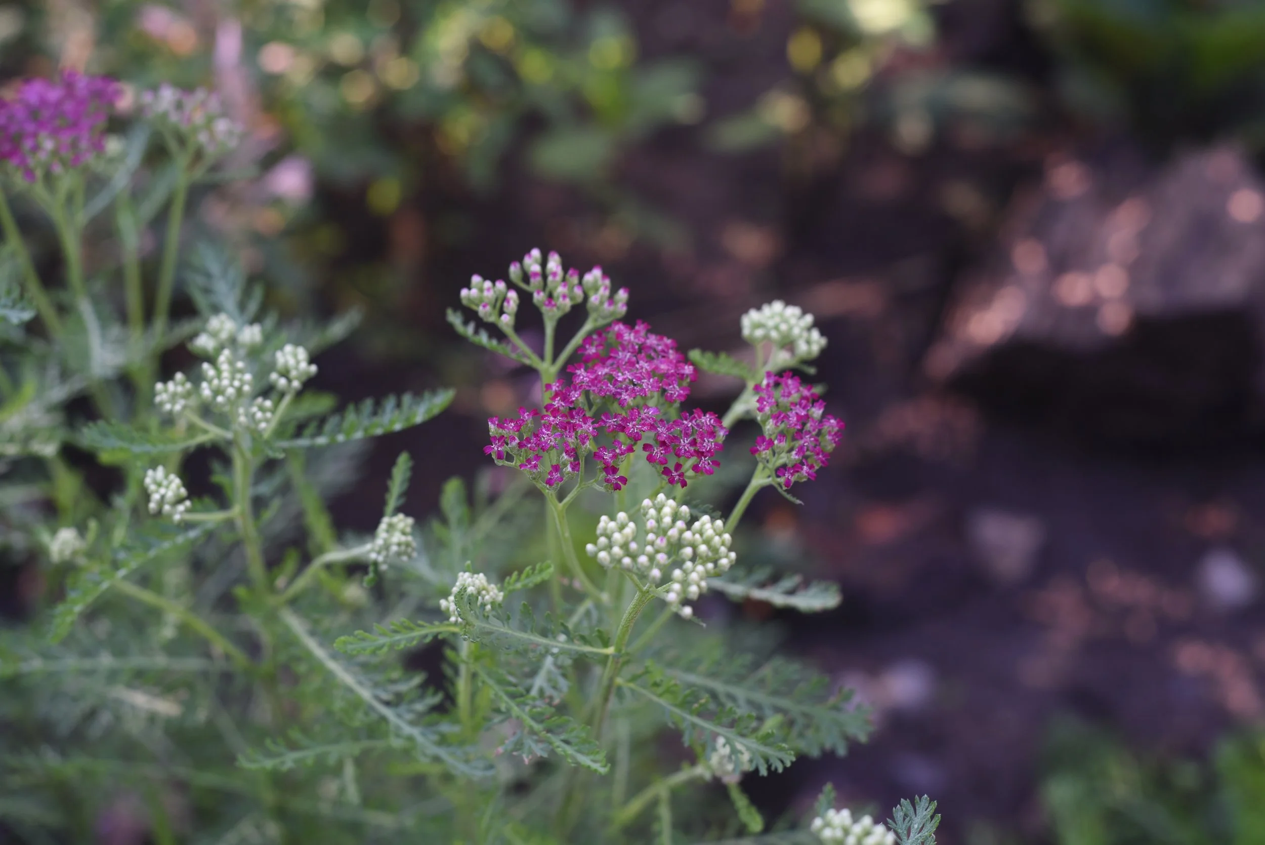 Red Yarrow 'Cassis' (Achillea millefolium)