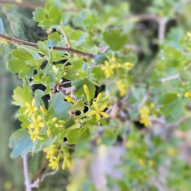 Golden Currant (Ribes aureum)