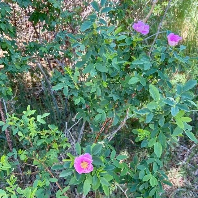 Western Wood's Rose (Rosa woodsii)