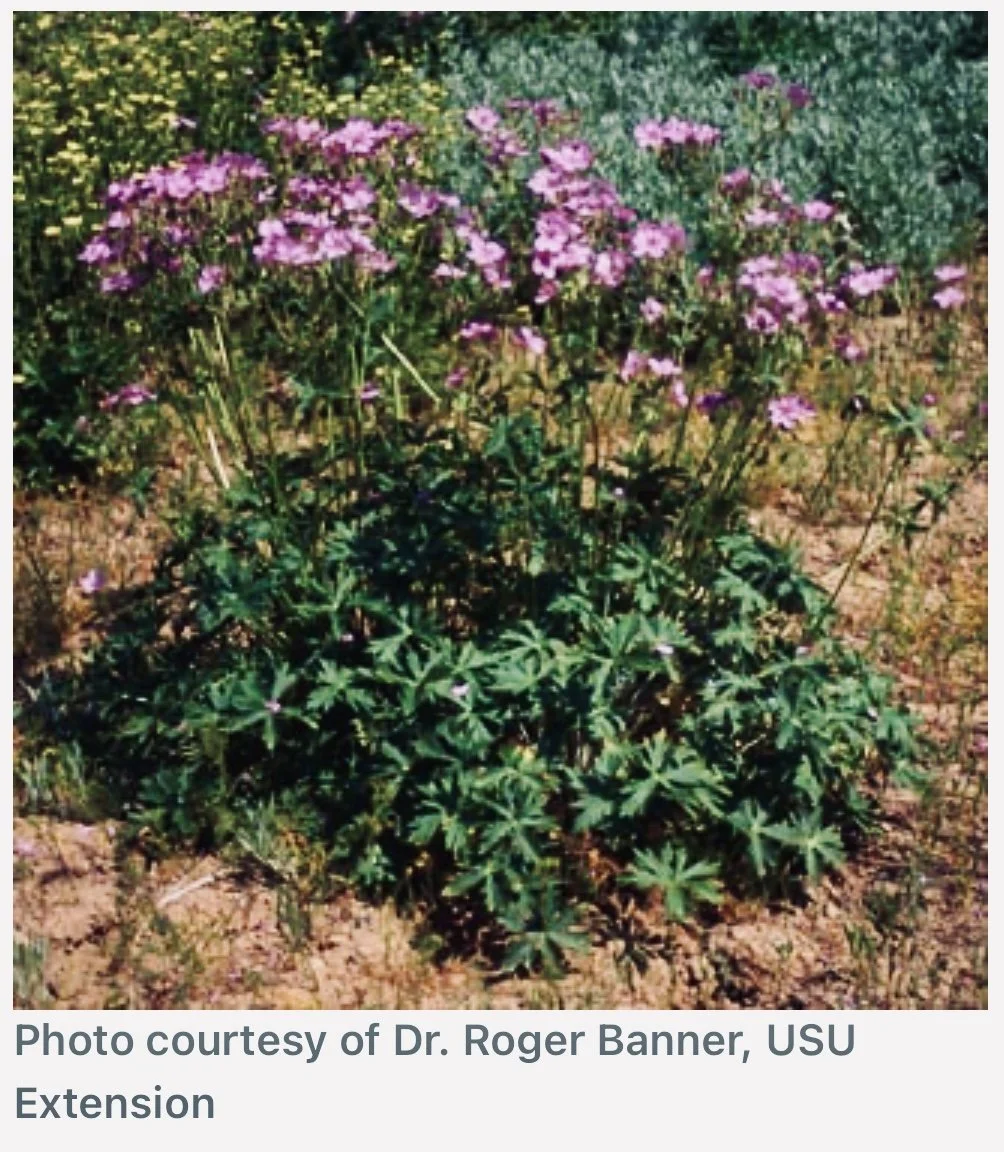 Geranium viscosissimum (Sticky "Purple" Geranium)