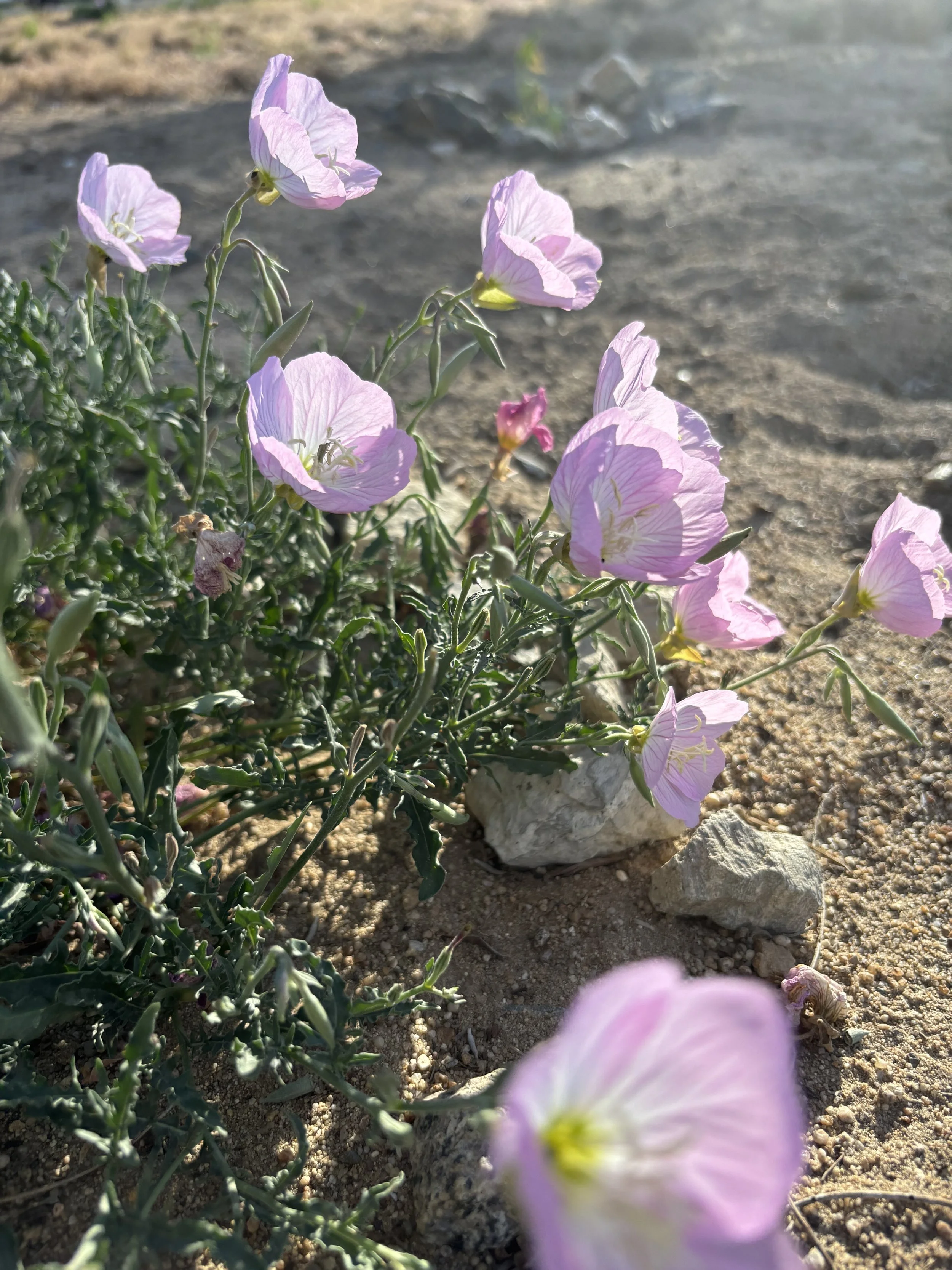 IMG_0229.jpeg