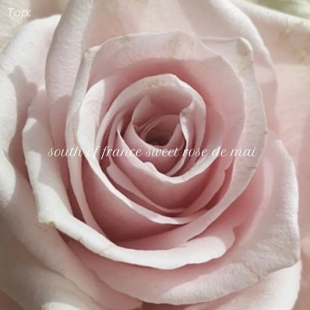 aime toi eau de parfum notes 🎀

Top: south of france sweet rose de mai 

Middle: light powder and ambrette

Base: south of france rose tea petals and chantilly