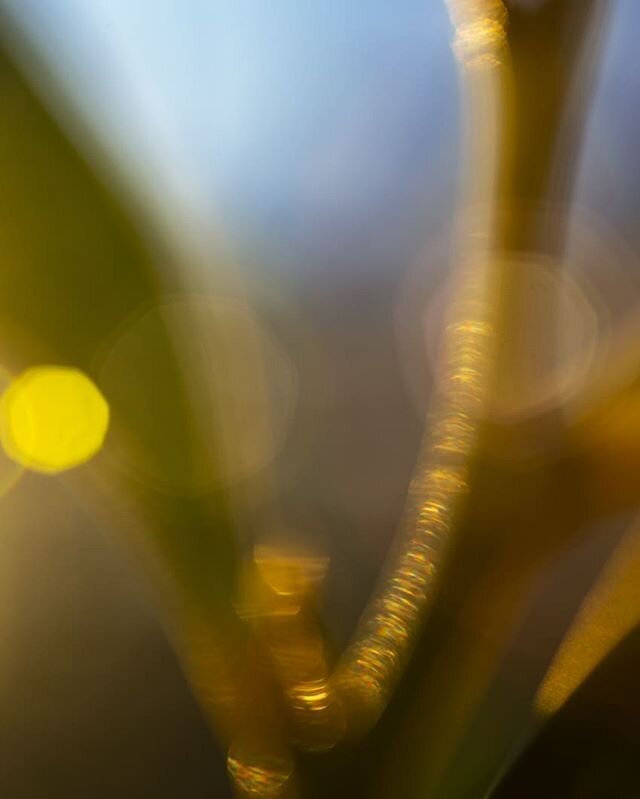 From the last days of spring.
#wattle #leaves #adelaidehills -
-
-
#acacia #gumtrees #Australiannative #australianoutback #plantphotography  #shallowdepthoffield #nikon  #landscape #macro #macrophotography #landscapephotographer  #landscapephotograph