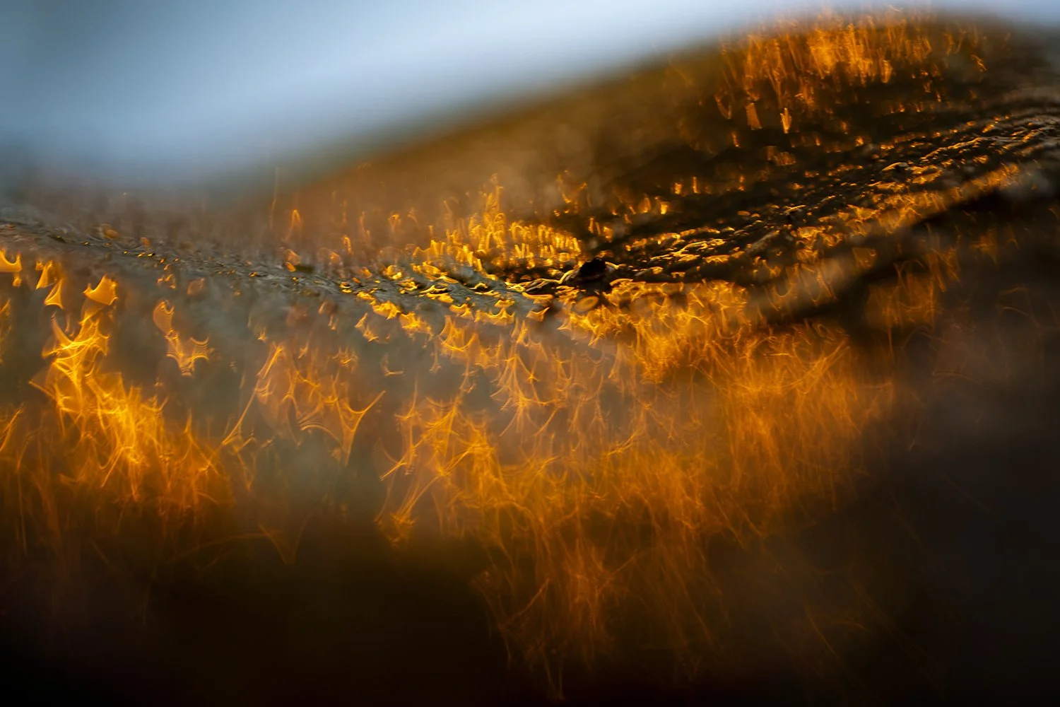 fine-art-macro-photography-andy-rasheed-art-photographer-adelaide
