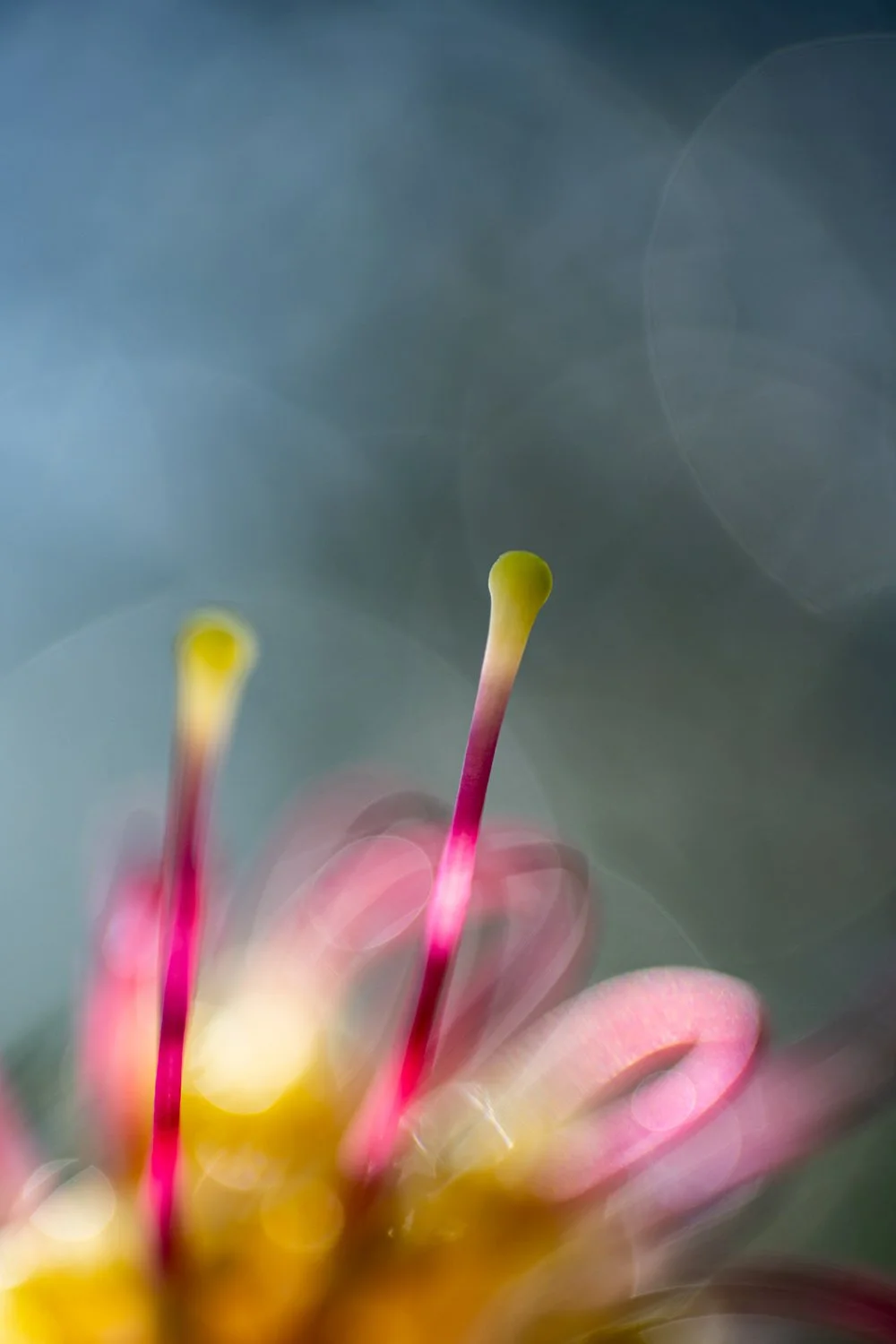 macro-ausralian-plants-shot-in-natural-light-by-andy-rasheed