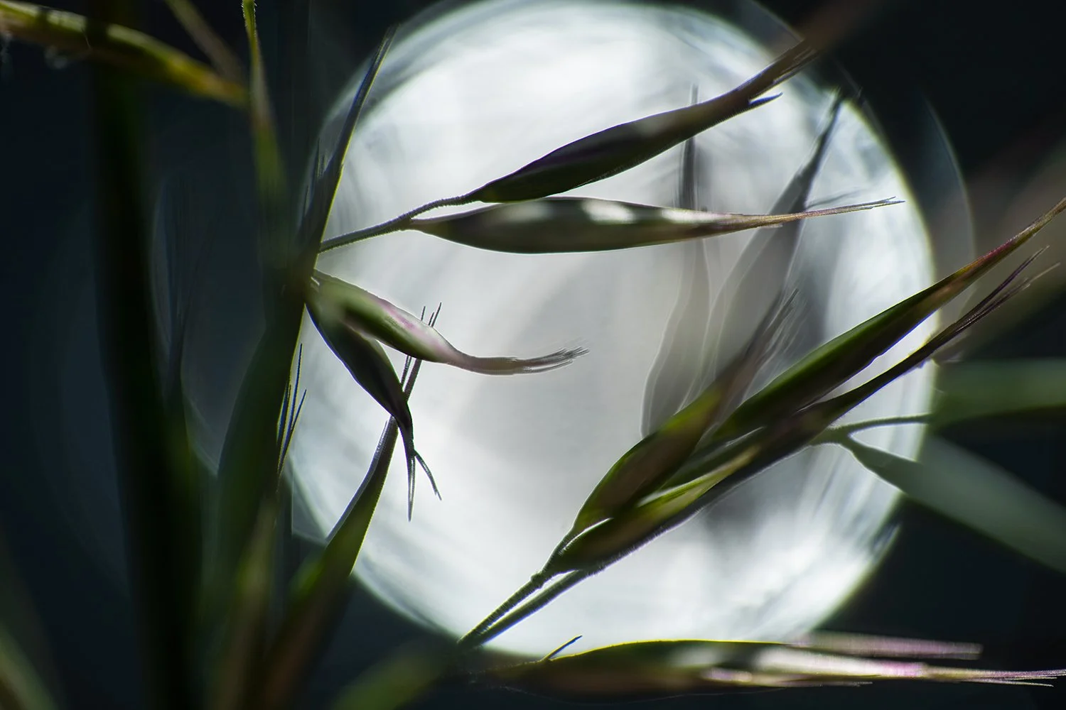 macro-ausralian-plants-shot-in-natural-light-by-andy-rasheed