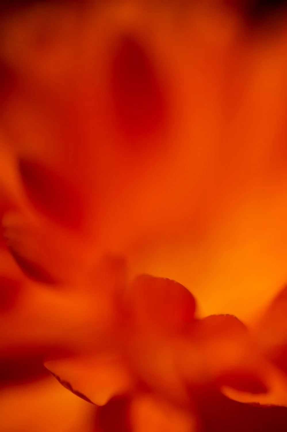 abstract-macro-flower-photography-by-andy-rasheed