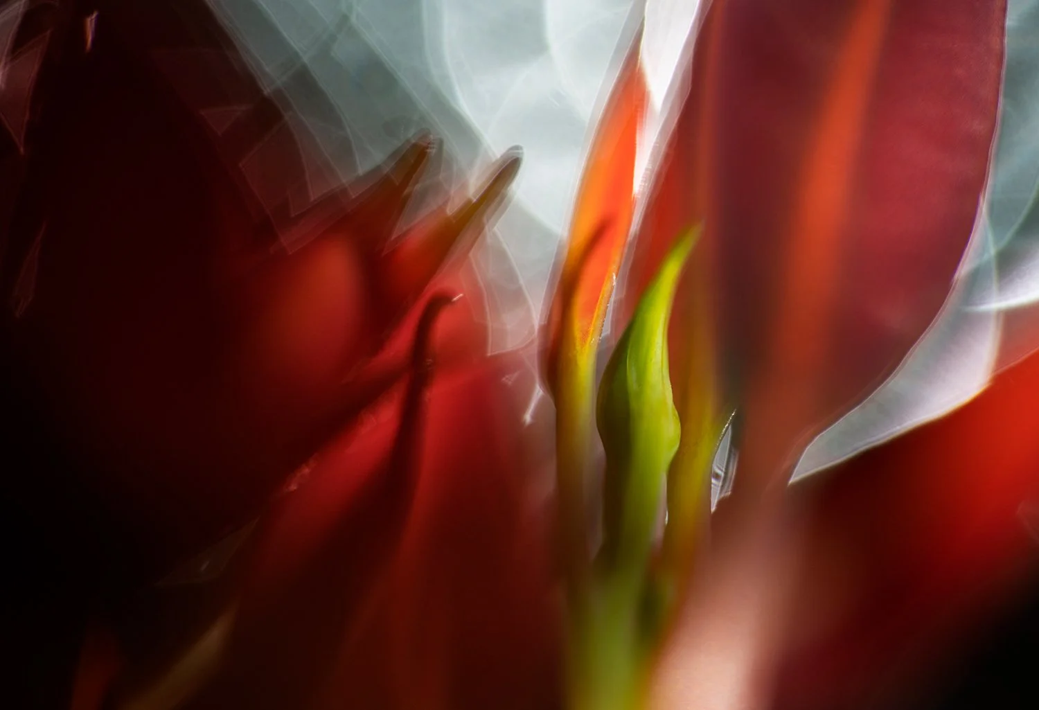 photographic-artwork-for-therapy-by-andy-rasheed